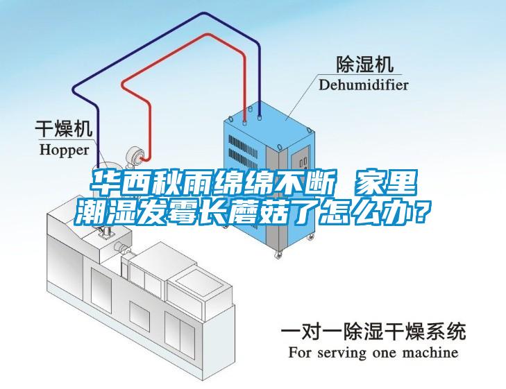 华西秋雨绵绵不断 家里潮湿发霉长蘑菇了怎么办？